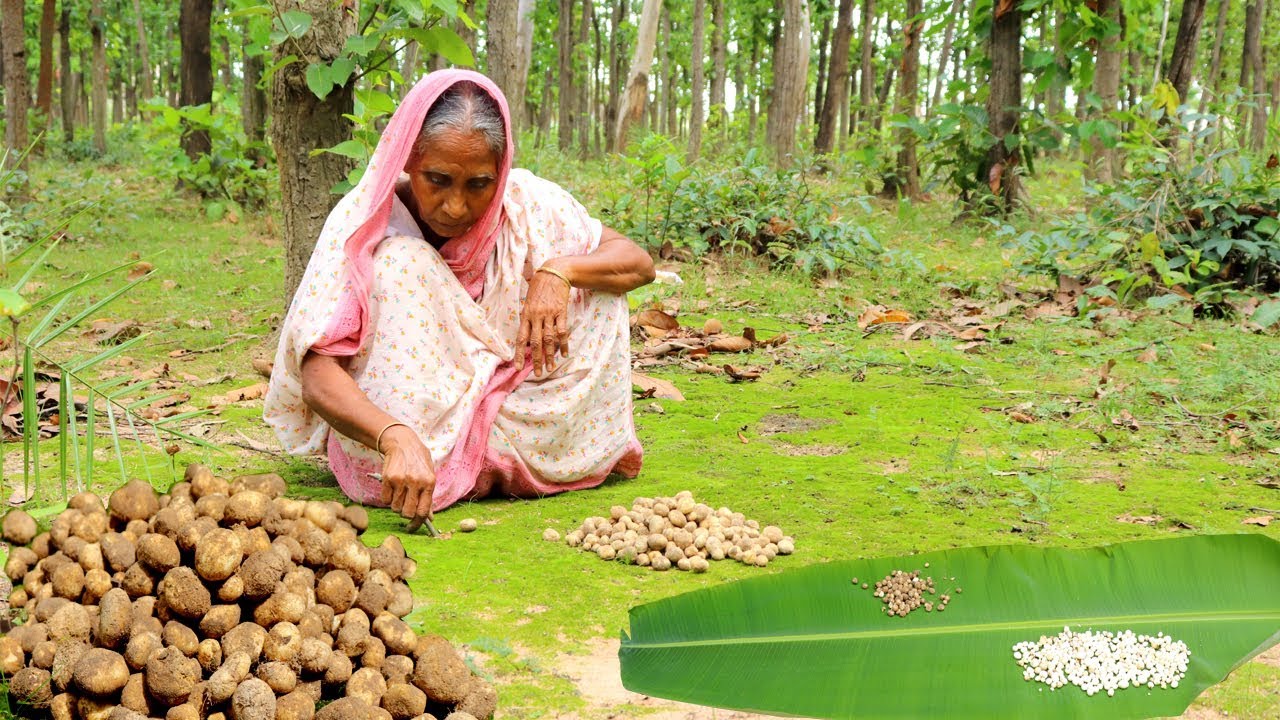 Find Most Expensive GOL MUSHROOM from Forest & Cooking by our Grandmother | Village Food
