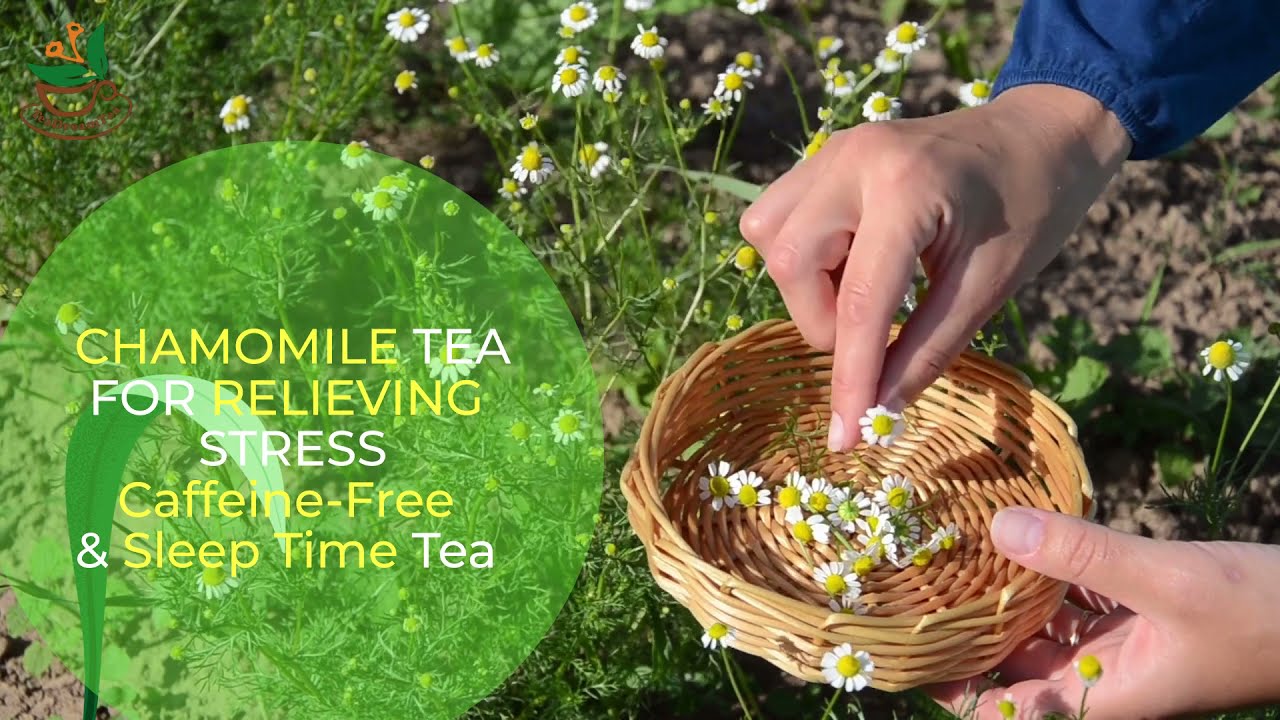 A Sample Video for Amazon - Chamomile Tea (Tea Dream Tea) Collection