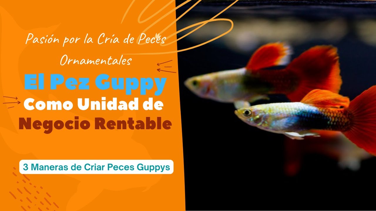 ASÌ SE CRIAN GUPPYS COMO UNIDAD DE NEGOCIO