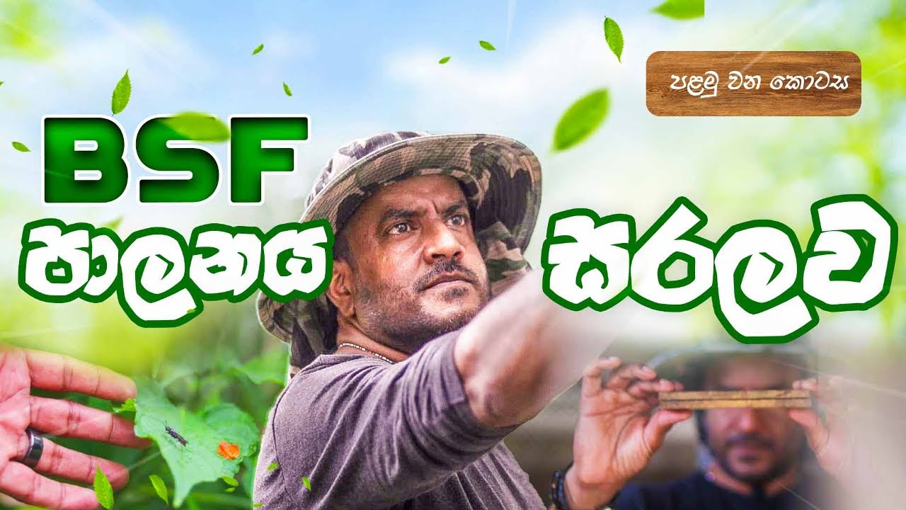 BSF Farming from Beginning PART 1 | සරලව සිංහලෙන් පළමු කොටස