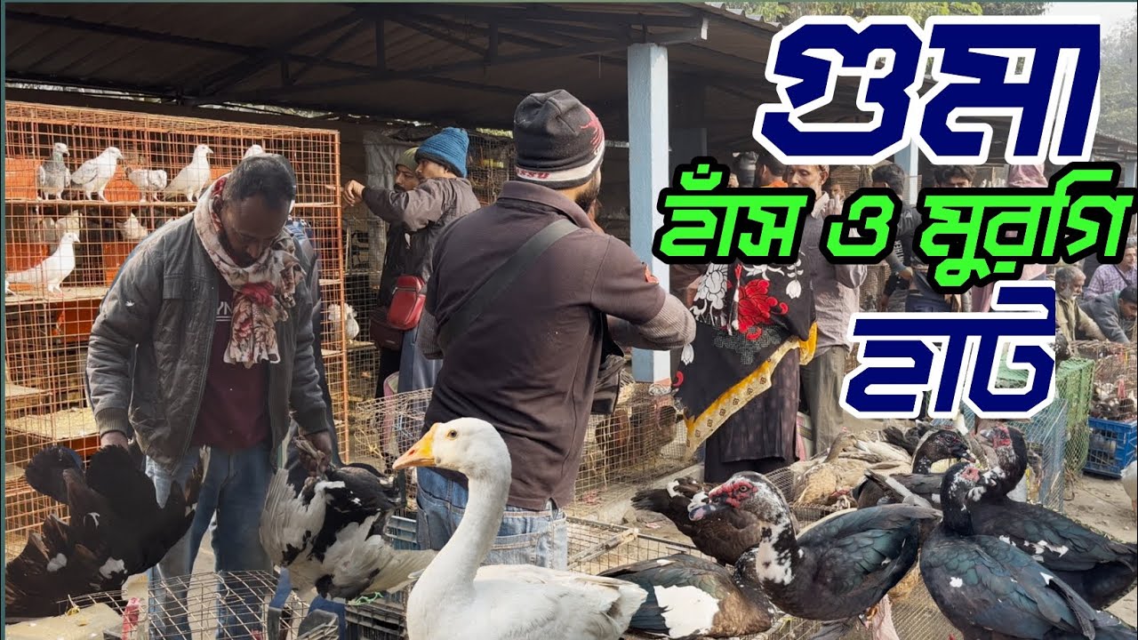 হাবরা গুমা বাজারে হাঁস ও মুরগির দাম ২০২৬ | ধামাকা অফার! Village Vlog ,marketupdate 