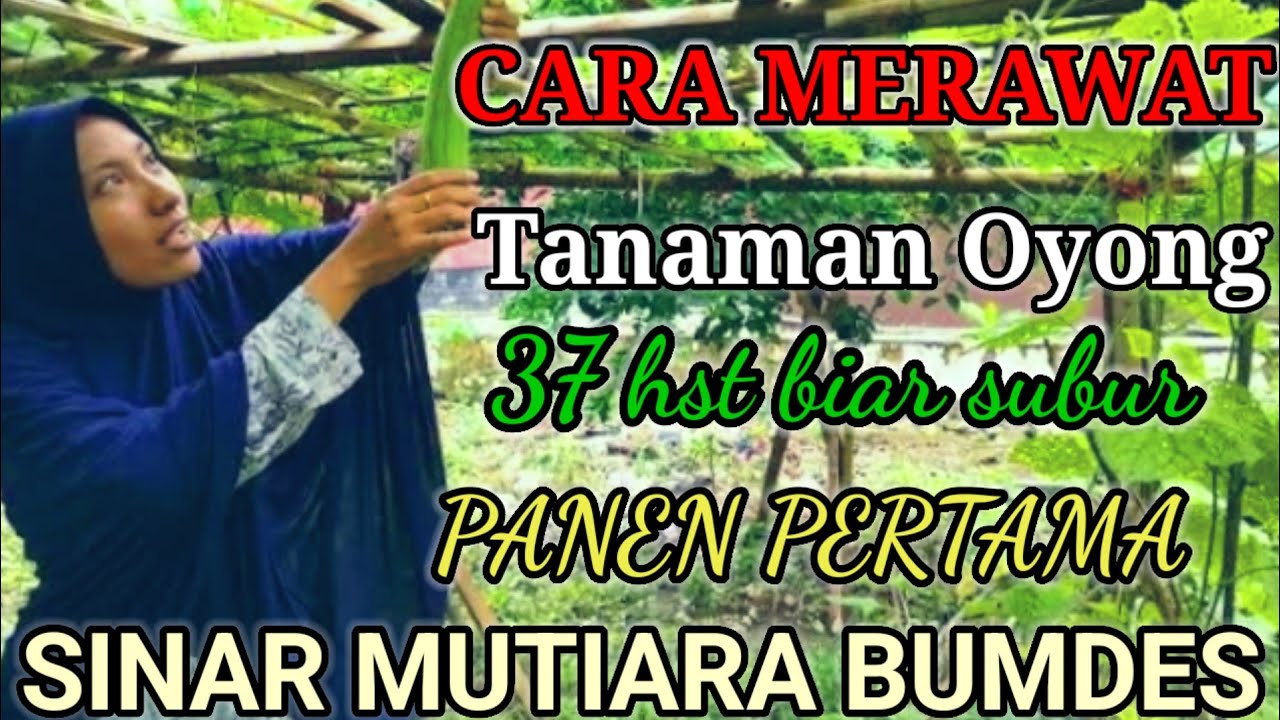 CARA MERAWAT TANAMAN OYONG SIAP PANEN PERTAMA