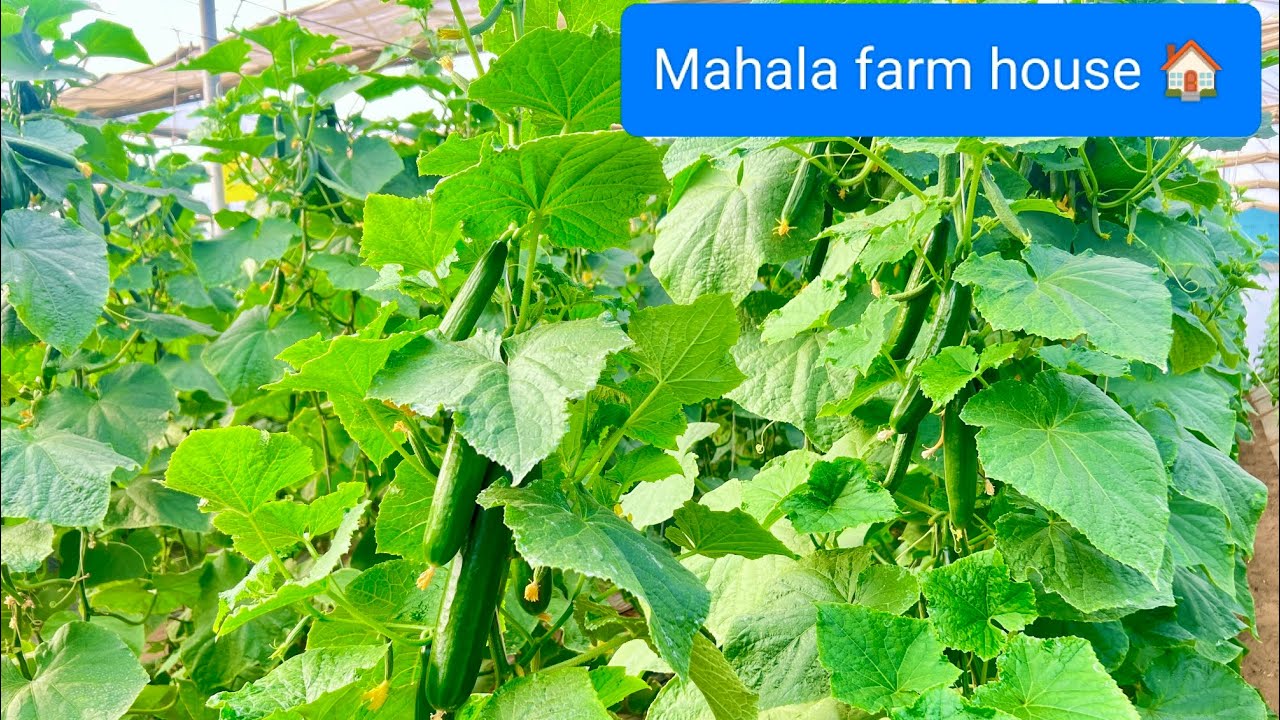 पॉलीहाउस में रोग केस पचाने?? polihouse ma disease kesa detect kara ..Mahala farm house 🏠