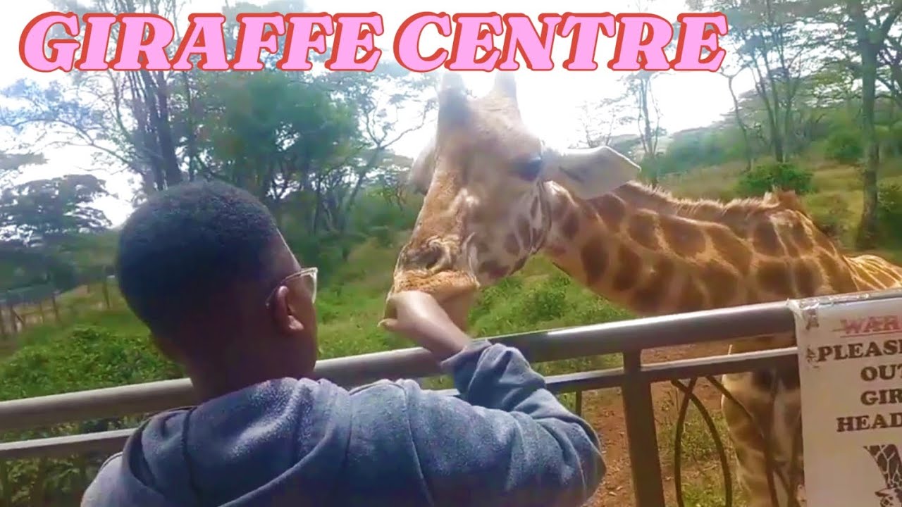 UNFORGETTABLE EXPERIENCE FEEDING GIRAFFES AT GIRAFFE CENTRE KENYA 🇰🇪