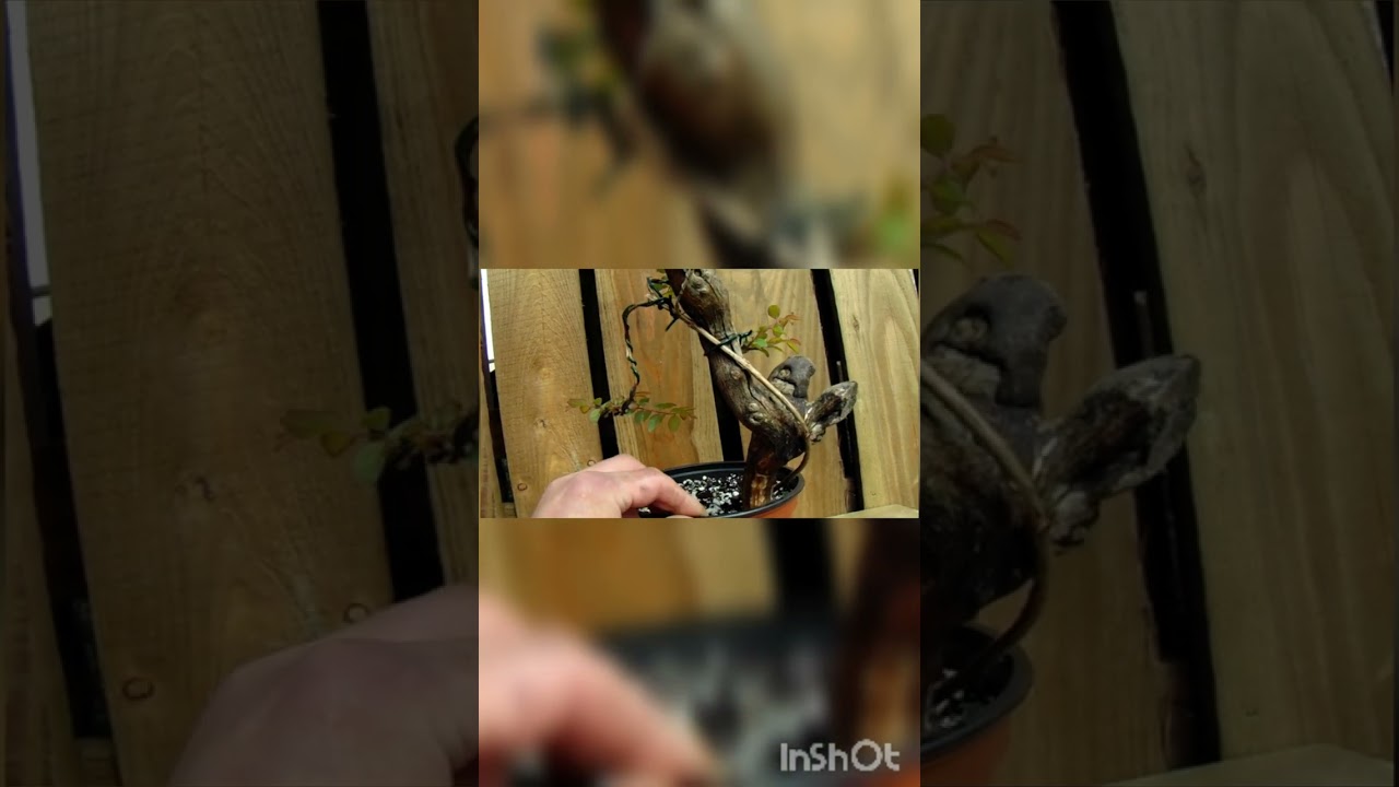 some off camera bonsai  work...   #bonsaistyle #bonsaiuk #shorts