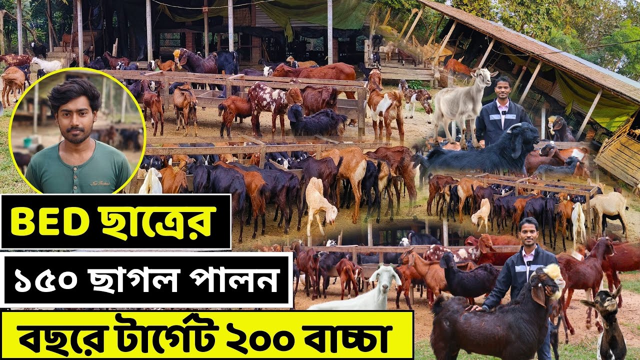 New goat farm 2024 || ছাগল খামার কোন পদ্ধতিতে শুরু করবেন ? || How to start a goat farm? || goat