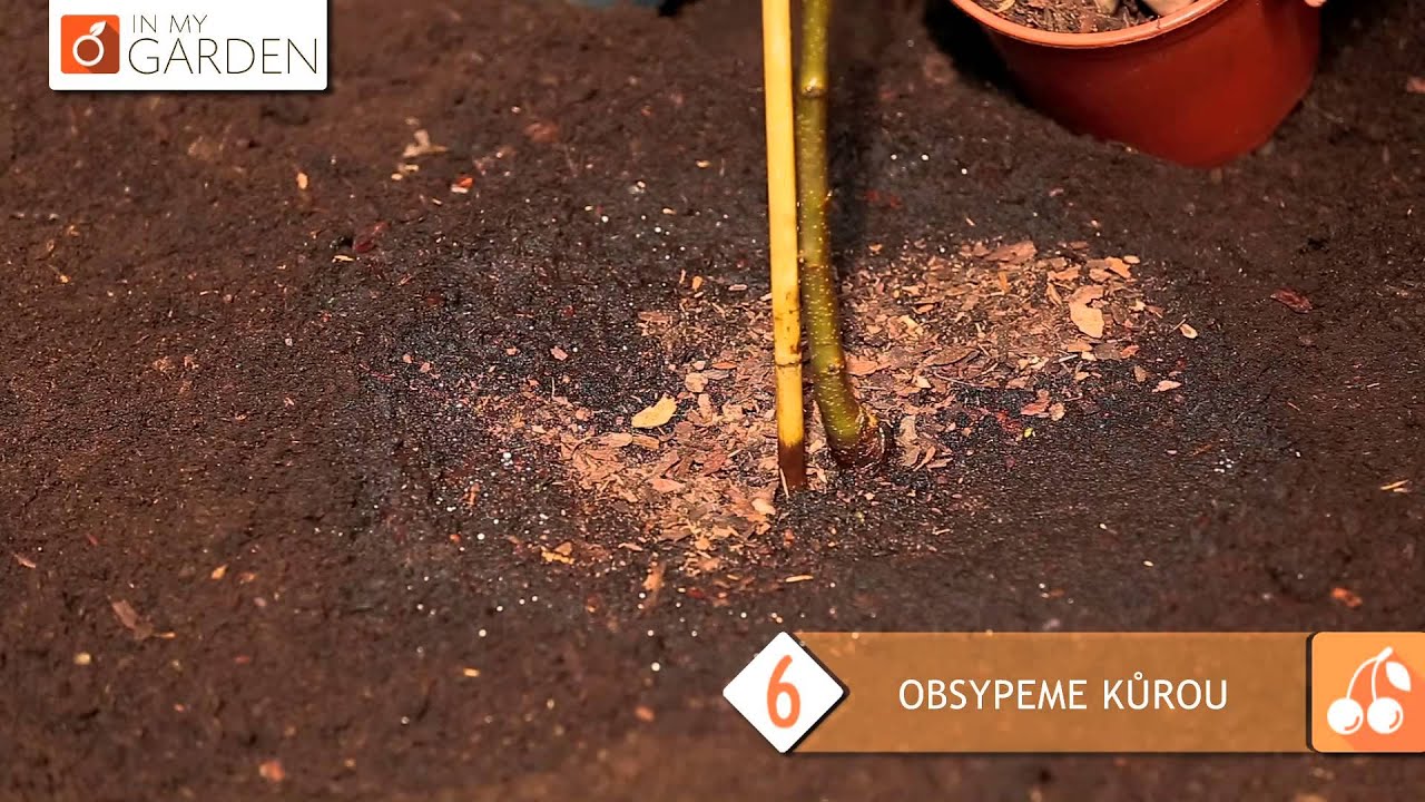 09 JAK ZASADIT OVOCN&Yacute; STROMEK Z KVĚTIN&Aacute;ČE