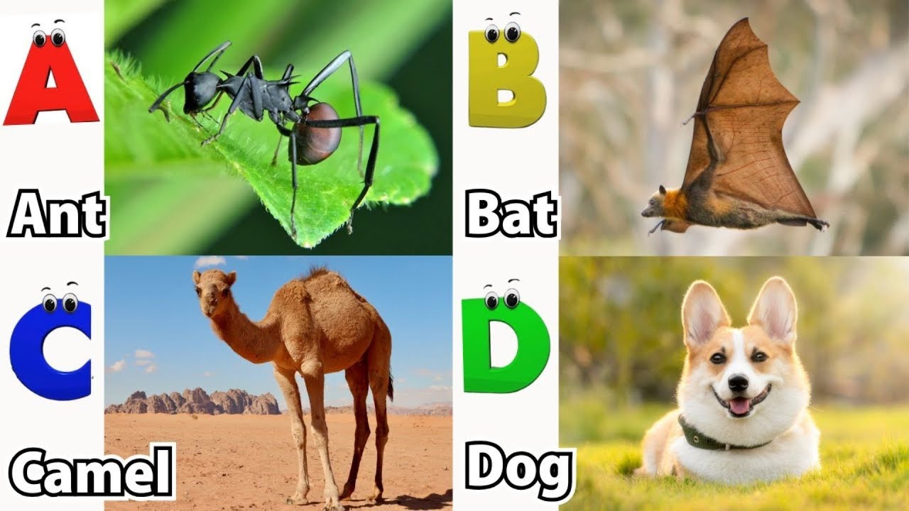 ABC Safari Animals song | Alphabet Song for Kids | Fun Learning Video | Koko Study Class 2026