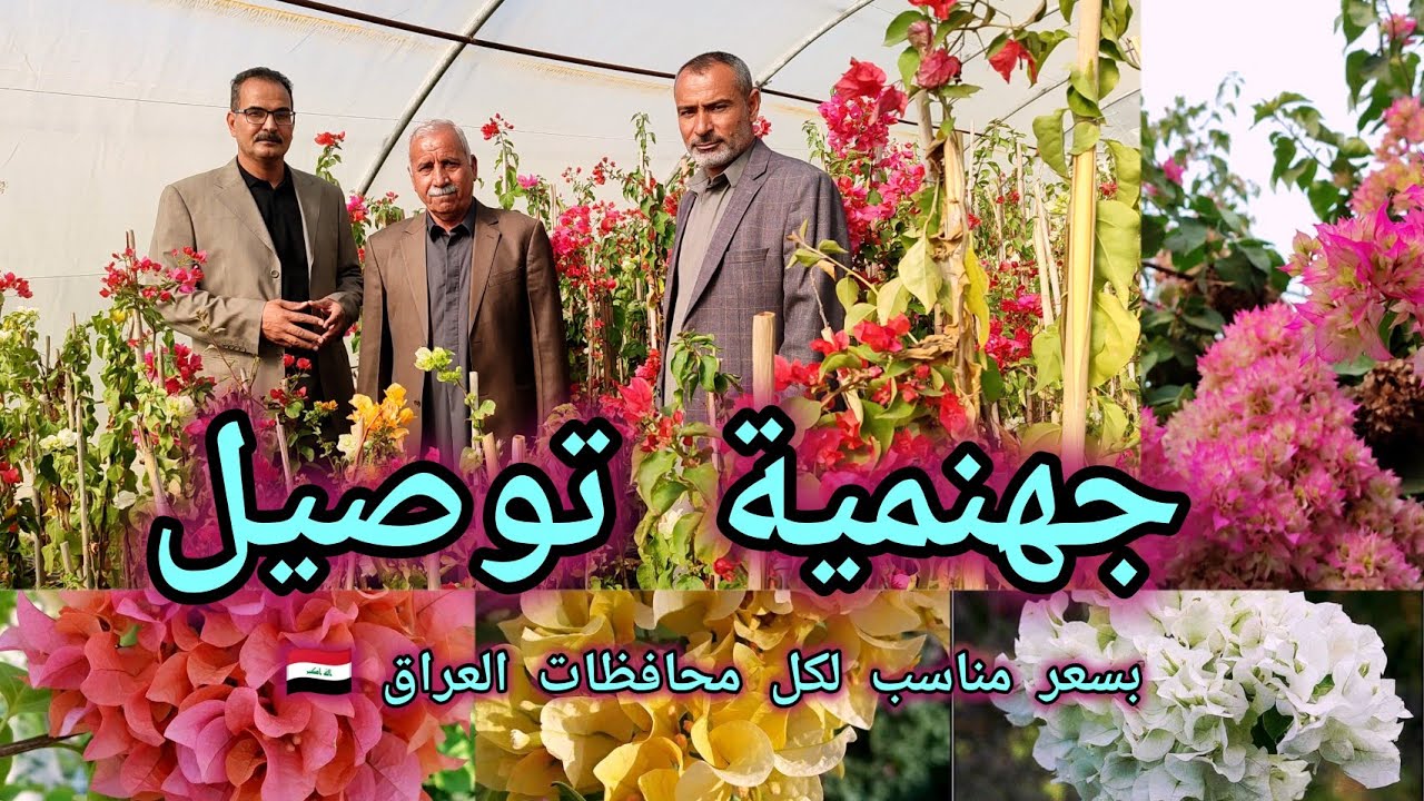 نباتات بسعر مناسب توصلكم لكل محافظات العراق  مشتل سيد علي ابو احمد العراق 🇮🇶 بابل
