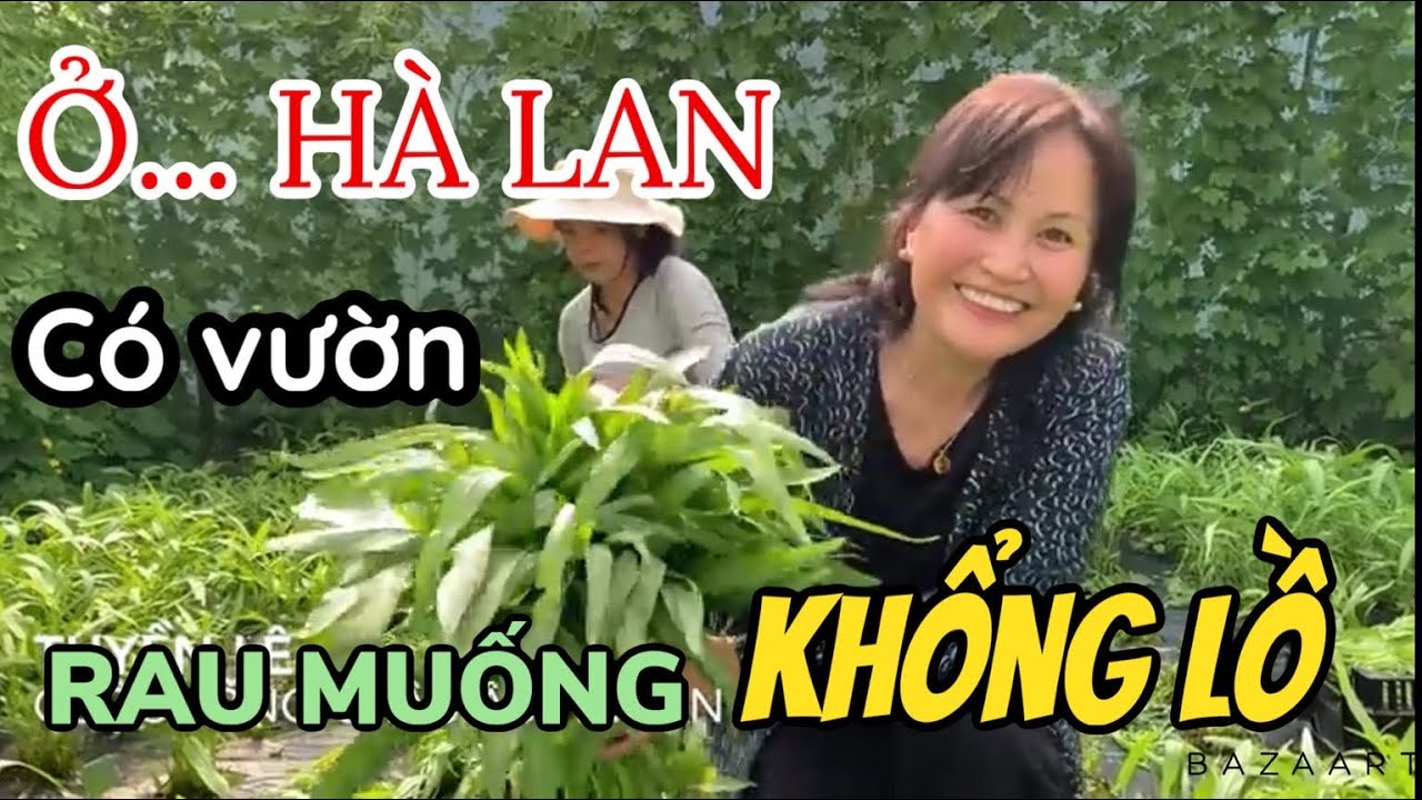 LẠC VÀO NÔNG TRẠI RAU Á CHÂU Ở HÀ LAN | Tập 97