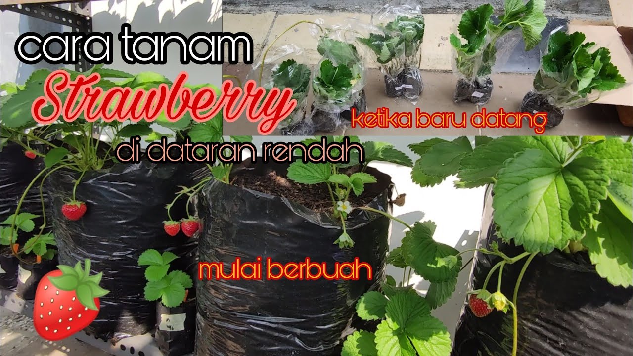 Cara tanam Strawberry ketika baru datang | Strawberry di dataran rendah