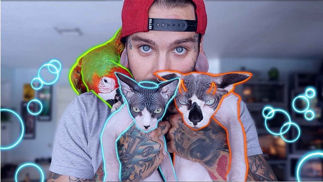 Care and cleaning Sphynx Hairless Cats!