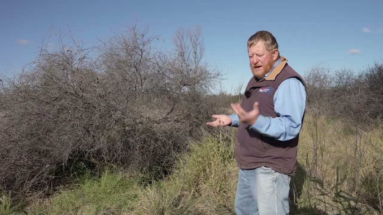 New drone technology trialled to control Mimosa weeds on TSRs