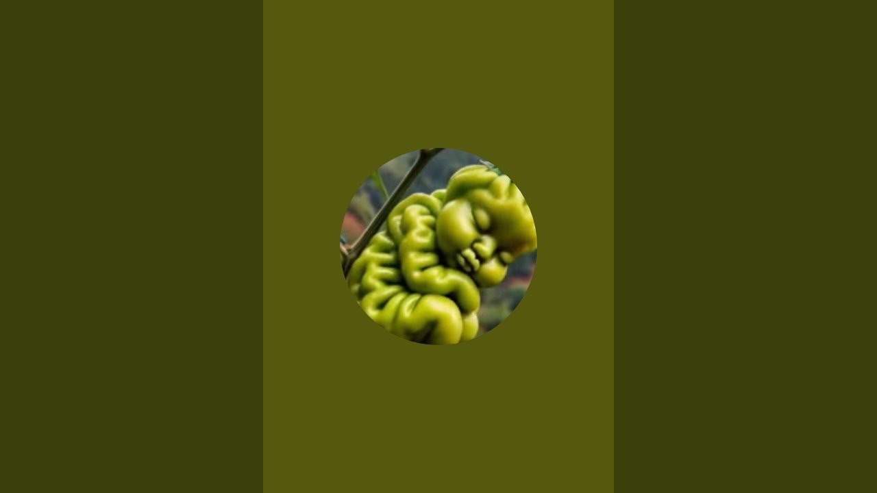 ታዛቢዋ- Tazabiwa is live