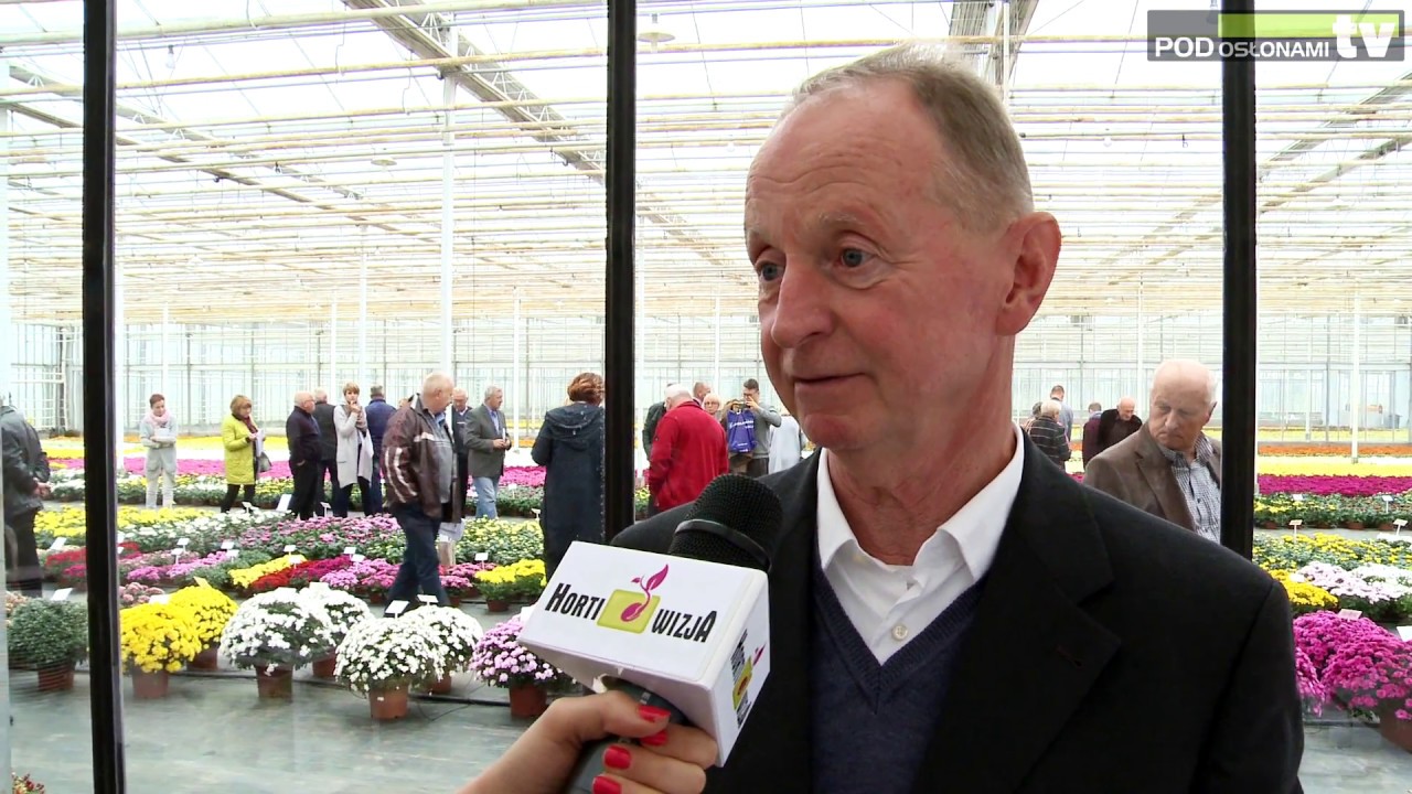 Chryzantemy z Wielkopolski