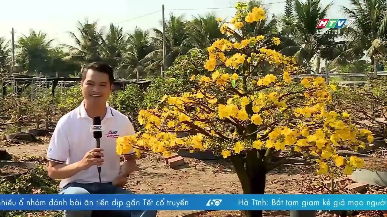🚀 LÀNG MAI VÀNG BÌNH LỢI TẤT BẬT NHỮNG NGÀY CẬN TẾT 🌼
