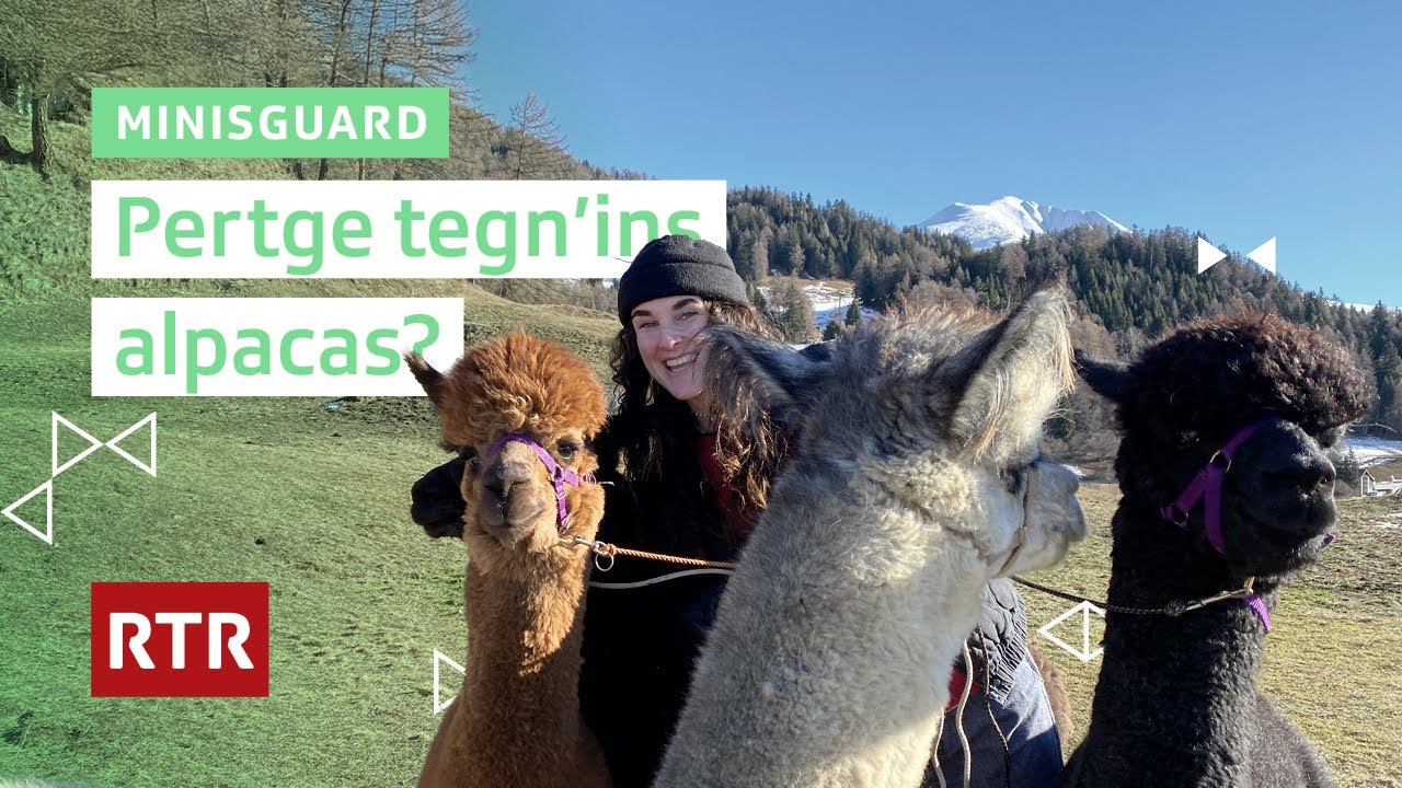 Minisguard: Pertge tegn'ins alpacas?
