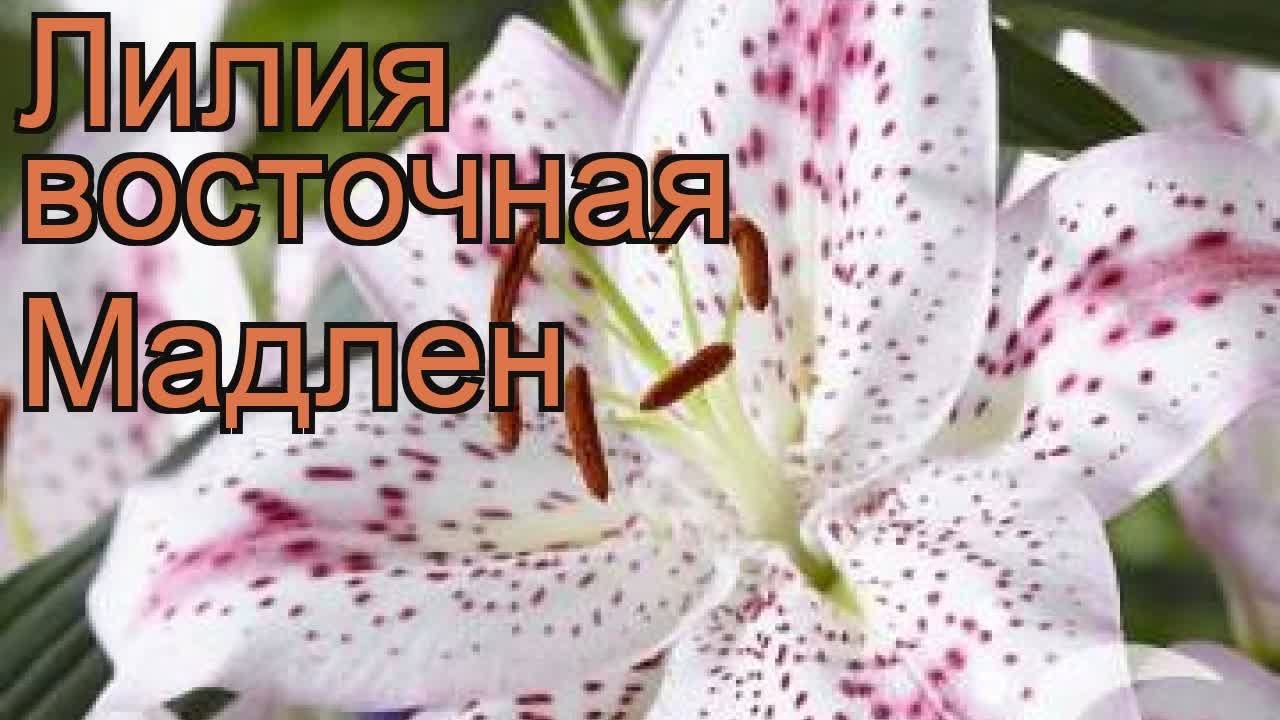 Лилия восточная Мадлен (lilium oriental hybrid madelaine) 🌿 обзор: как сажать, луковицы лилии Мадлен