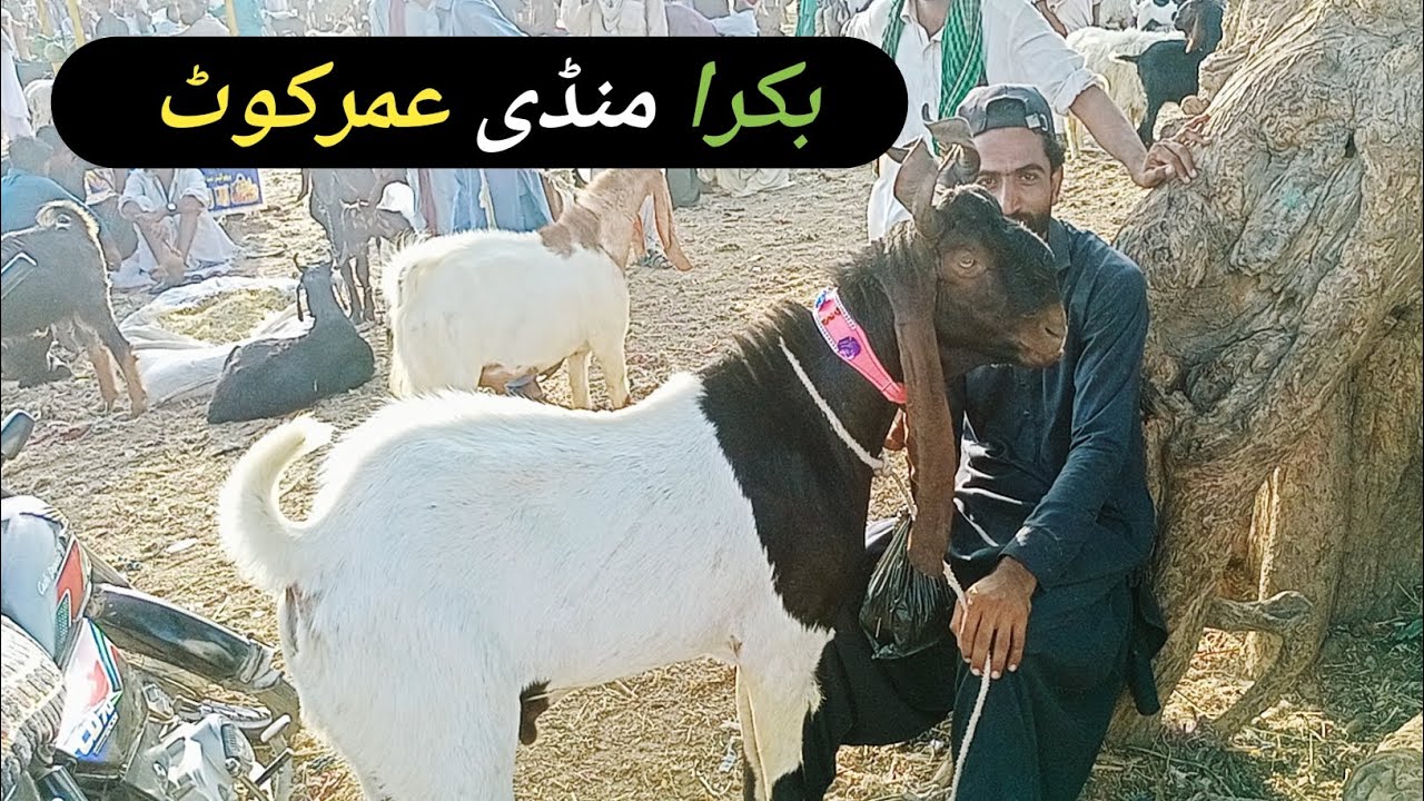 pateri goats l bakra mandi umerkot l goat farming in pakistan  l pakistan lifestyle