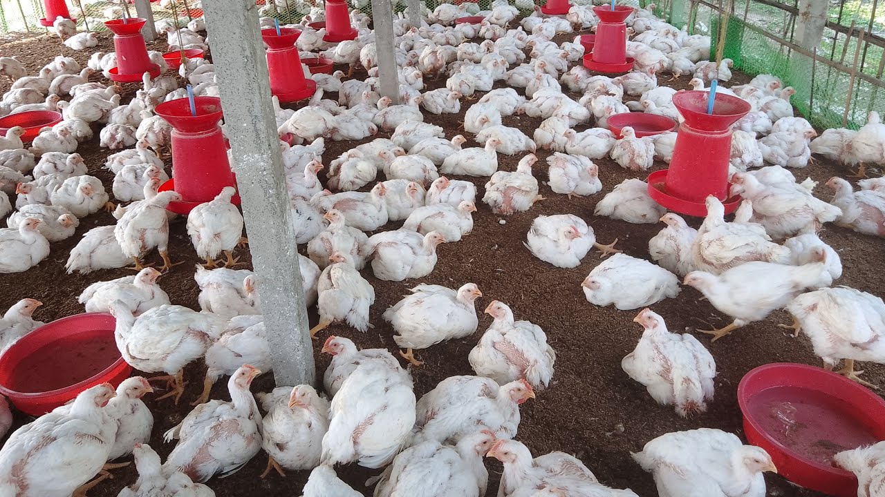 Welcome 🌹 Rubi Poultry Farming  Is live!