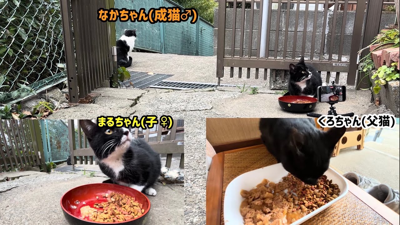 2026.02.16 野良子猫三兄弟のご飯タイムシフト～なかちゃんの陰謀～(字幕あり)