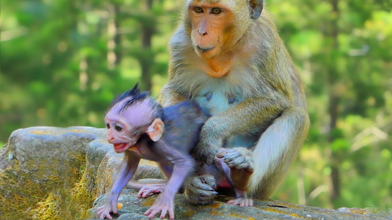 Primate monkey.../Please release me to my mother.../Cute life baby.../Nice clip