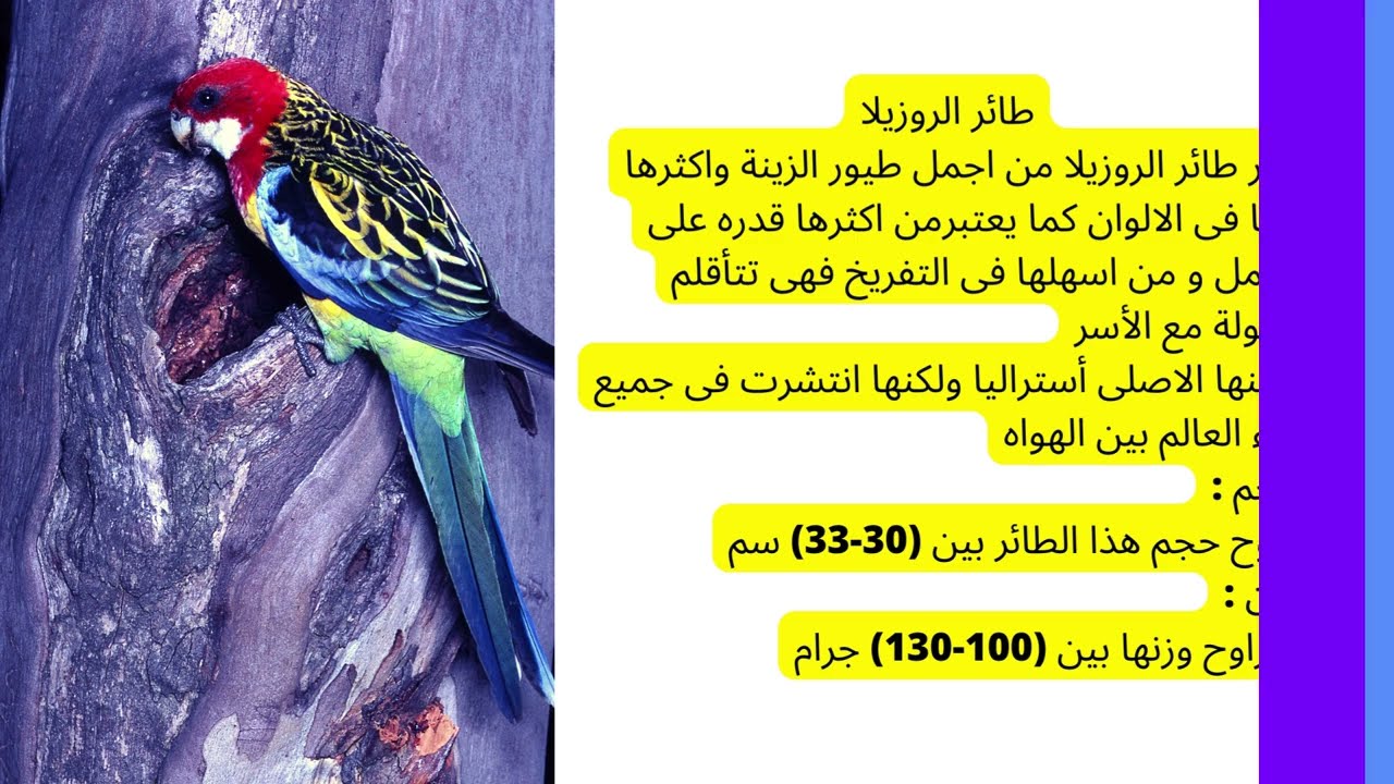 SONG ROSELLA تغريد طائر الروزيلا الجميل
