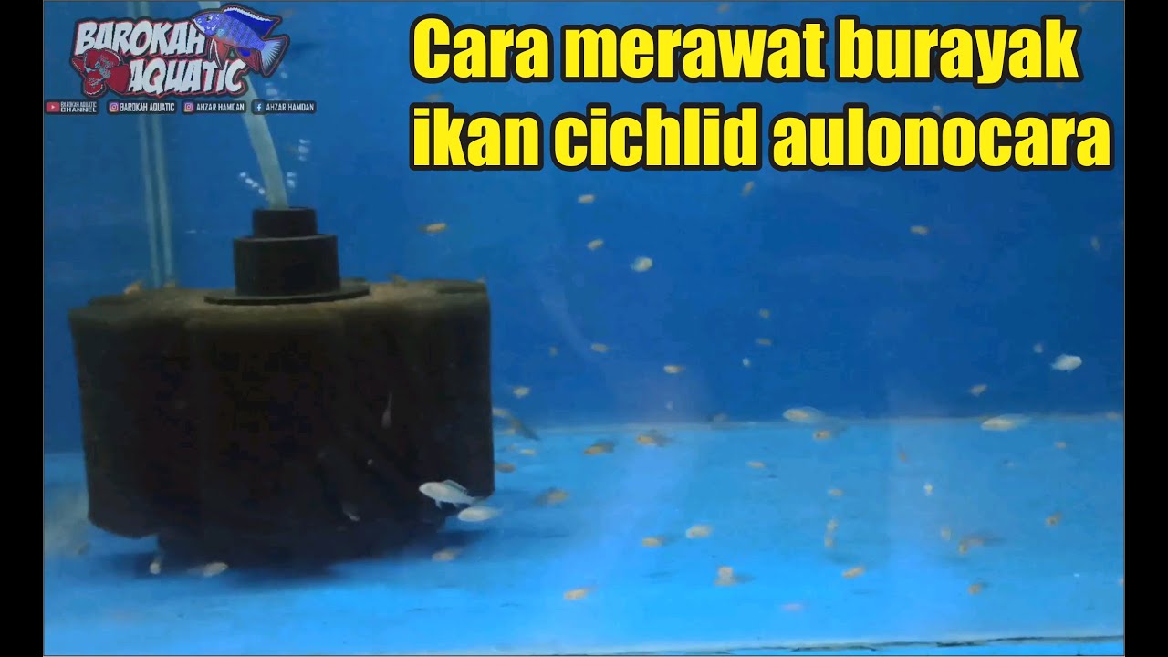 Budidaya ikan hias ‼️ cichlid aulonocara ‼️cara perawatan burayak ikan