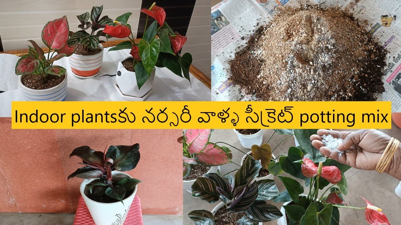 ఈ వీడియో చూస్తే indoor plants పెంచని వాళ్ళు కూడా పెంచాలనుకుంటారు