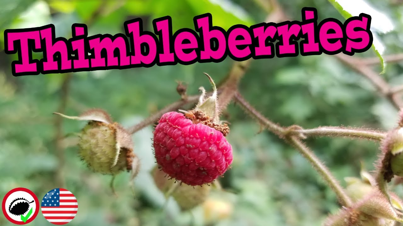 What are THIMBLEBERRIES? (Rubus parviflorus) - Weird Fruit Explorer Ep. 340