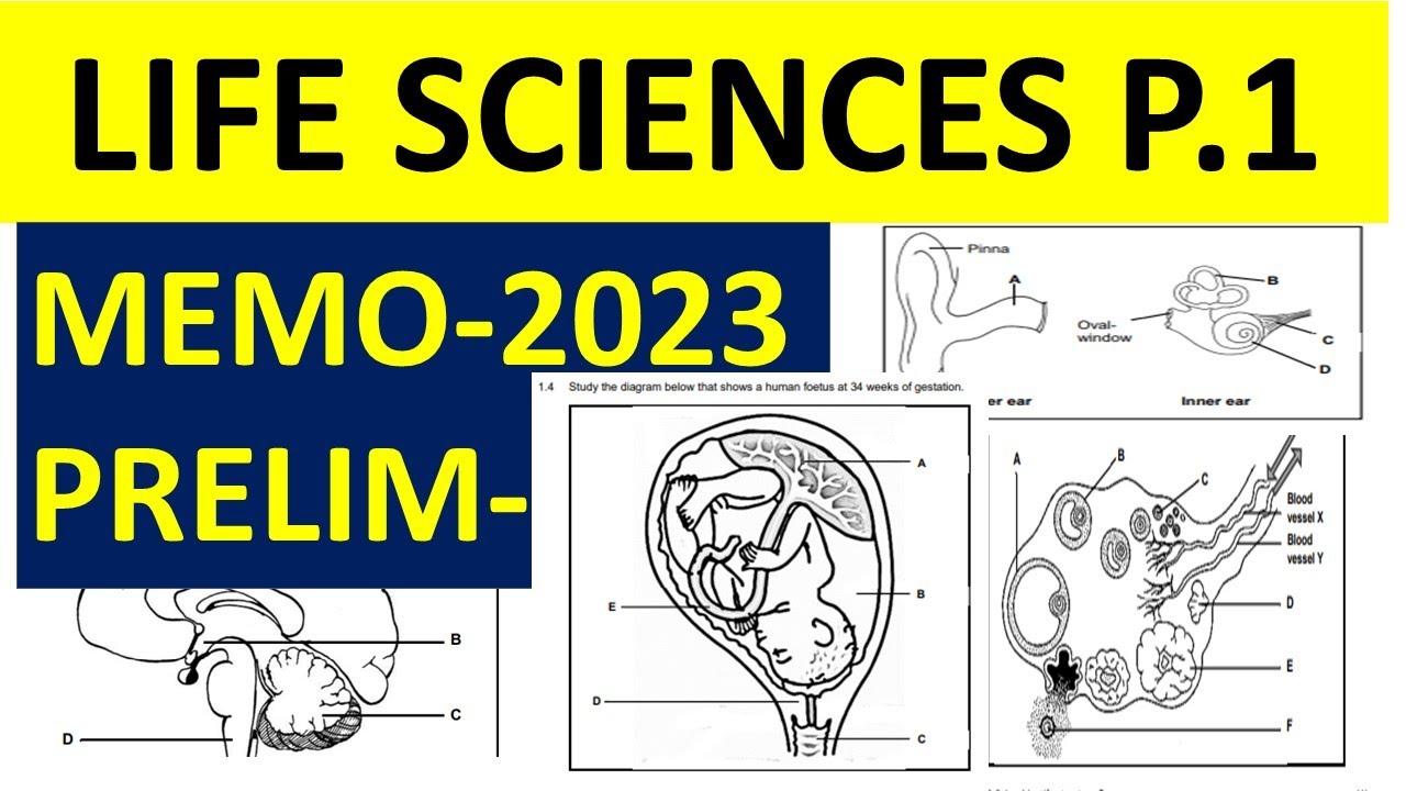 P.1 2023 MEMO LIFE SCIENCES GRADE 12 PRELIM EXAMS  EXAMS P.1 MEMO 2023  [THUNDEREDUC] BY