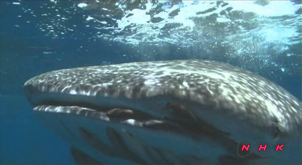 Islands and Protected Areas of the Gulf of California (UNESCO/NHK)