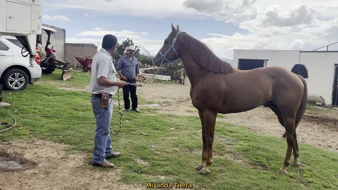 MI CABALLO JUGABA CON 3 PATAS POR QUE ESTABA CHAPIN Y LOS HIJOS DEL CORALILLO LE GANARON