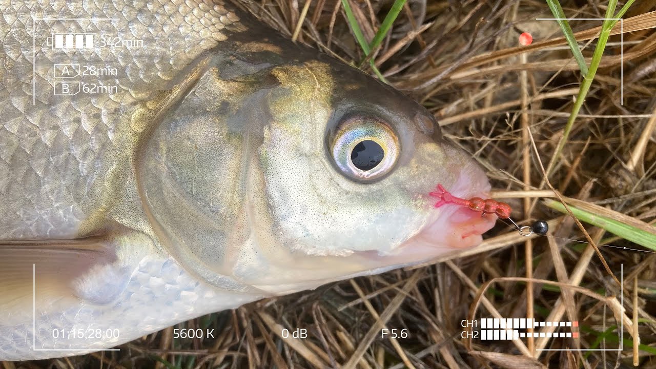 Мормышинг в канаве. Eleven Lures Chikki.