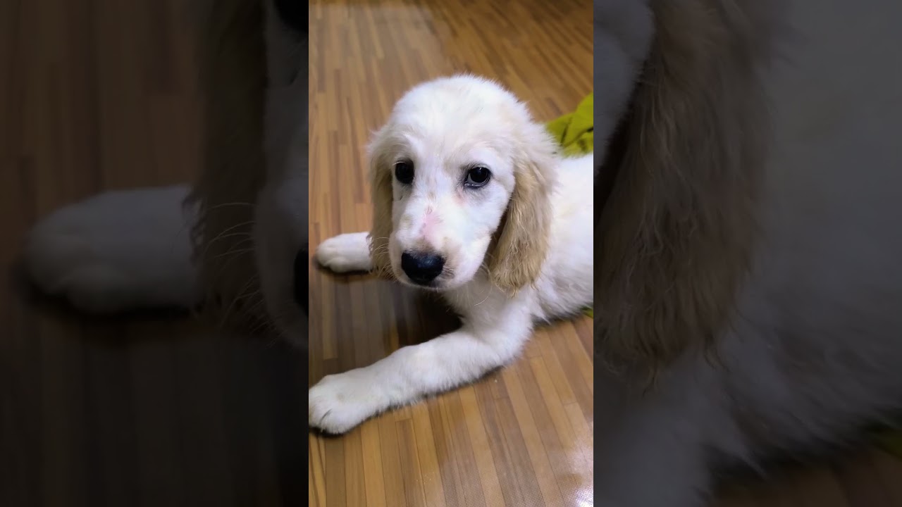 #doglover