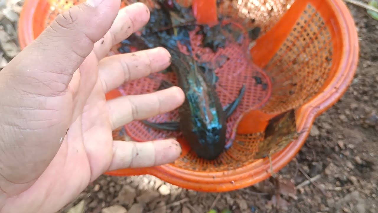 Juntamos al tiburón con el pleco y ocurre esto 