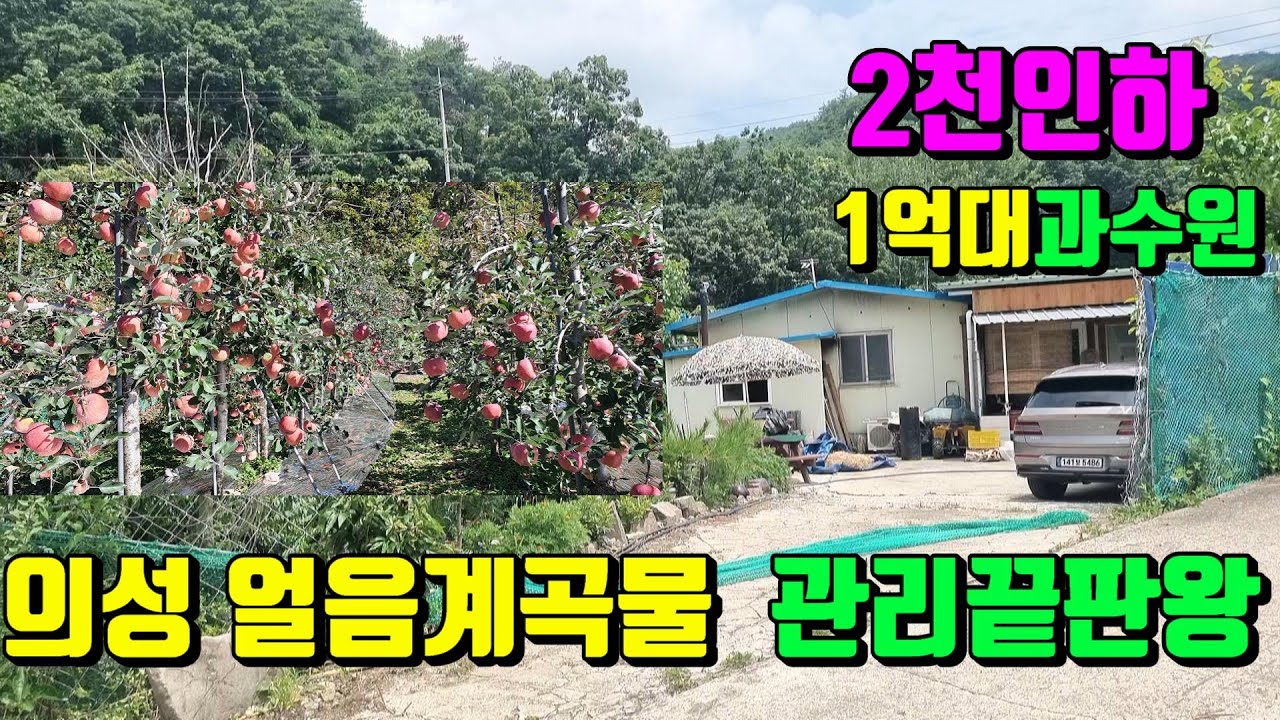 [No.52]2천만내리고~울산으로 떠납니다.귀농귀촌의 모든것 고루갖춘 은퇴후 몸만오시면 됩니다.의성과수원매매(총:2,022py)/영천부동산가이드/영천부동산
