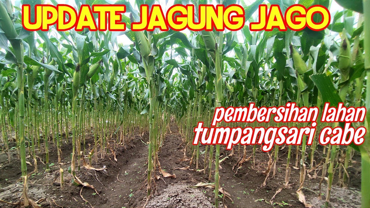 SIAP TANAM CABE!! UPDATE LAHAN TUMPANGSARI!!