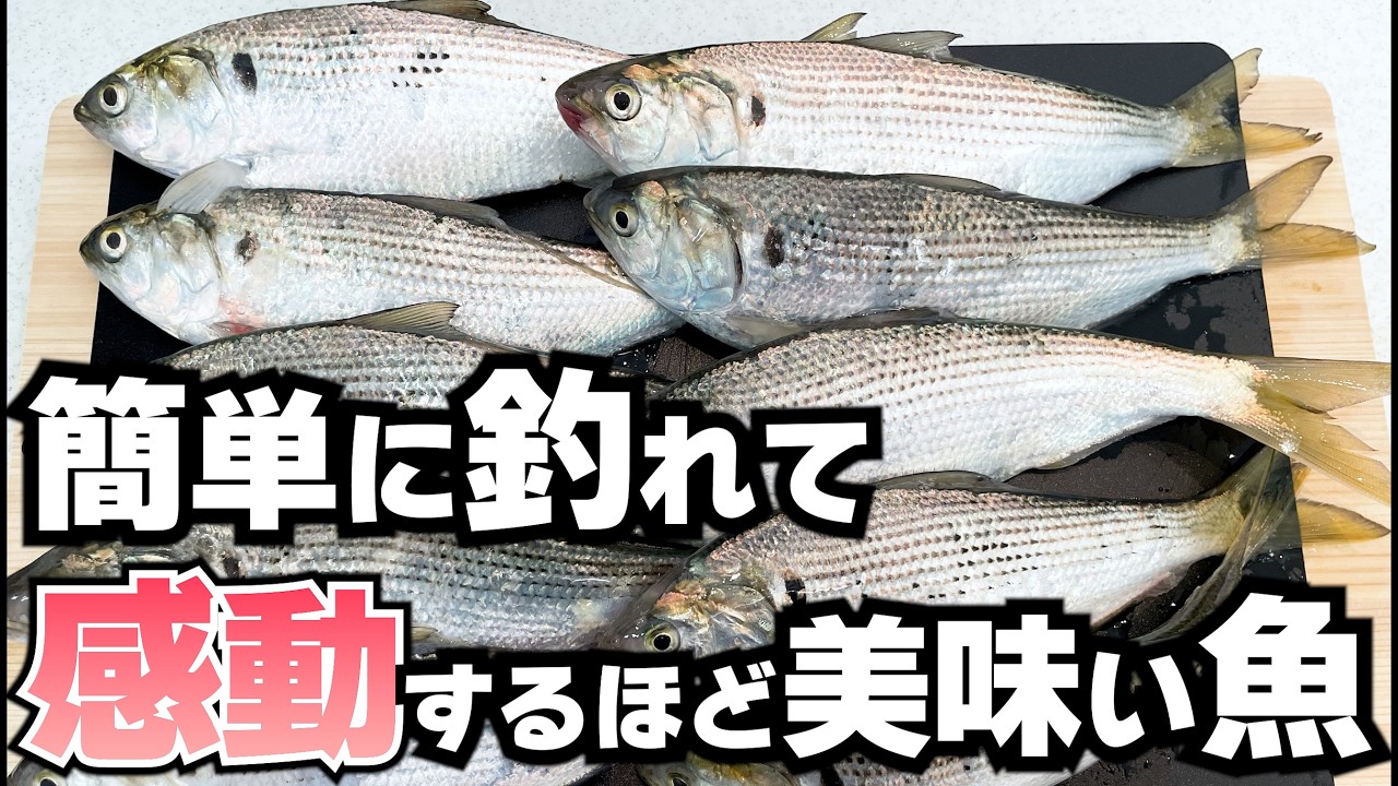 釣れてもガッカリされちゃう回遊魚コノシロを、最高のおつまみに仕上げるチャレンジ！【魚とカクテル】1月・東京湾奥