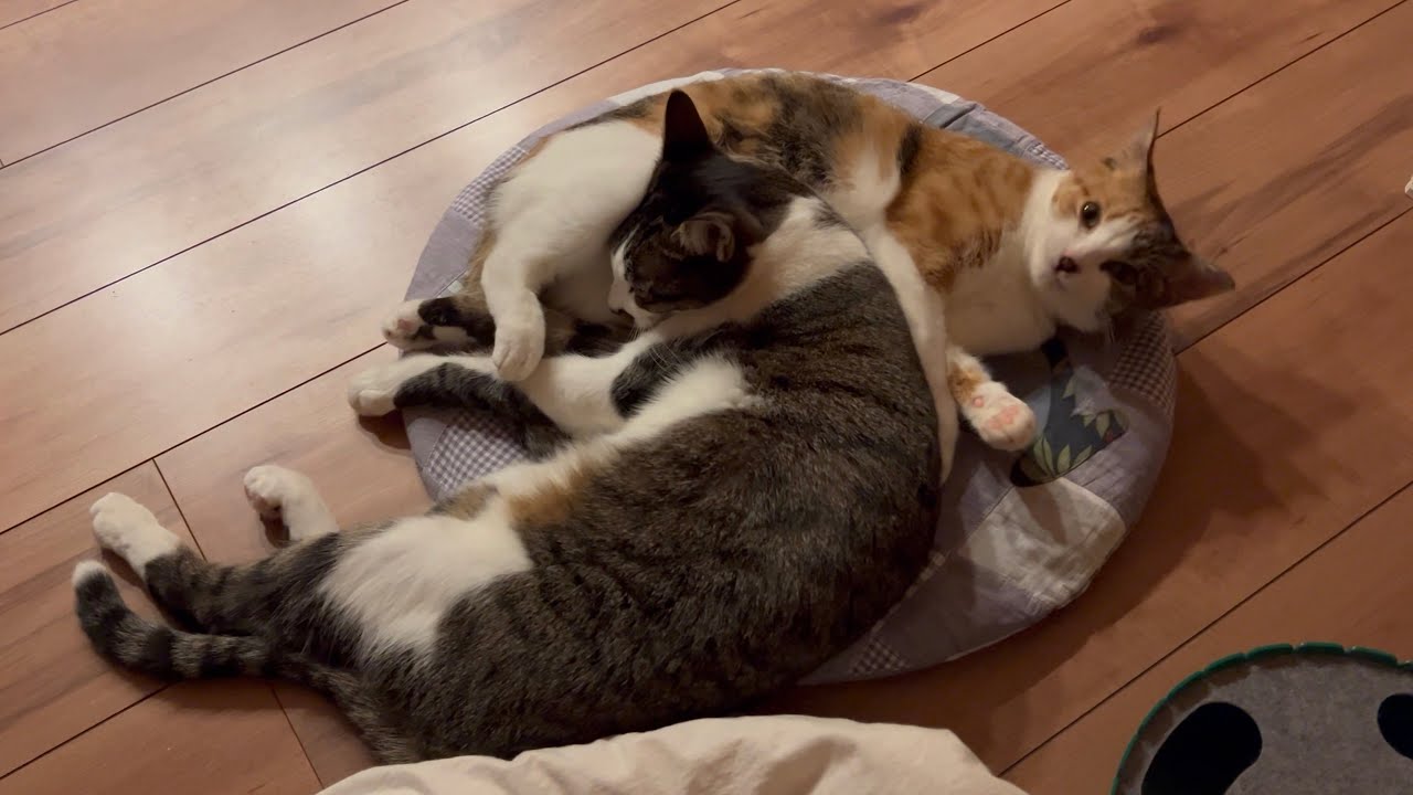 ネコノヒ 🐈