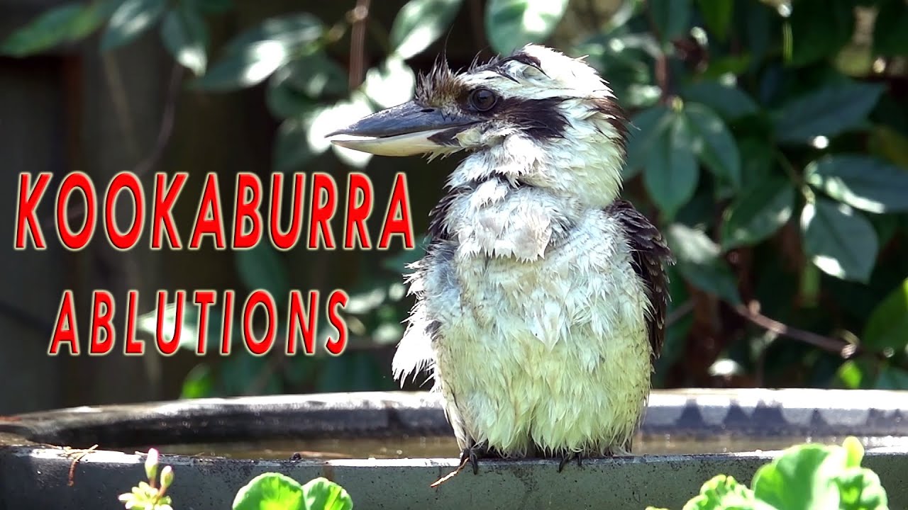 The Laughing Kookaburra (Dacelo novaeguineae).