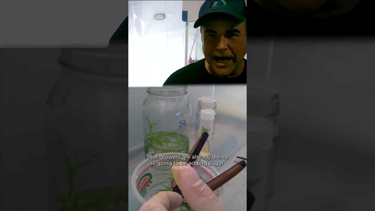 What is Tissue Culture?
