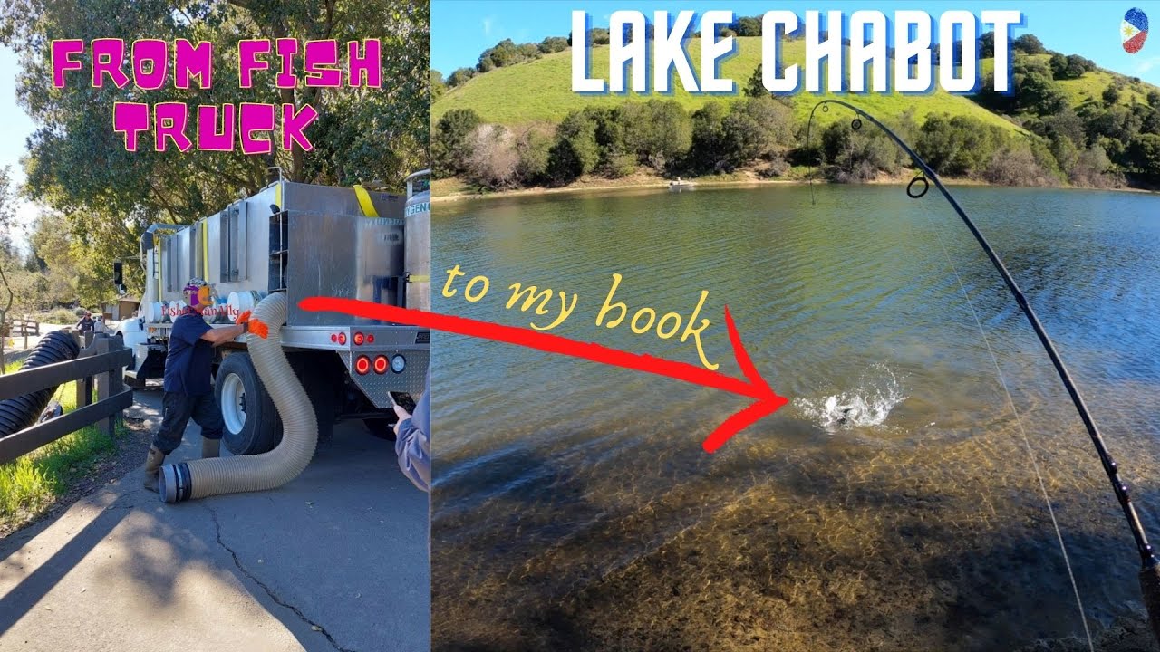 Lake Chabot Lassoing Lassen Trout on Artificial (LURES).