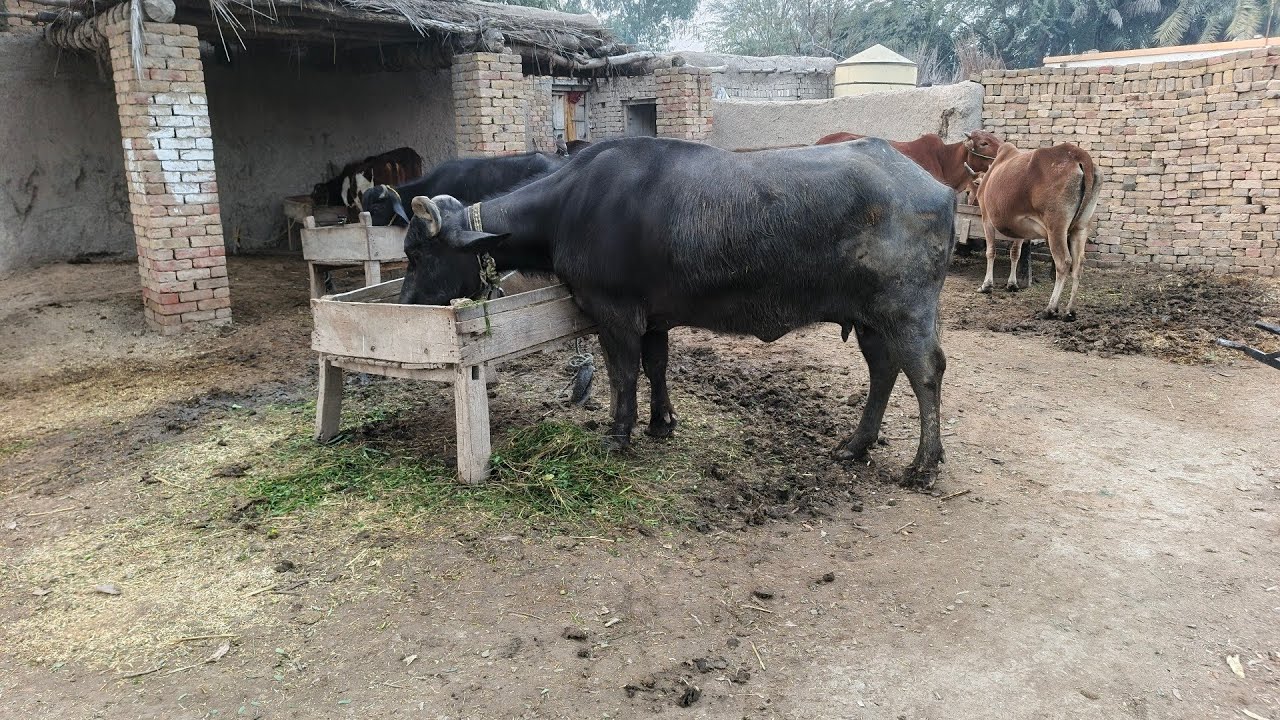 Aaj Mal maveshiyon Ne chara Ji Bhar Kar khaya