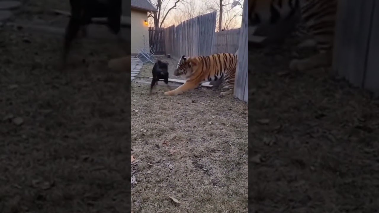 OH MY GOD!!! This Tiger attacked Rottweiler