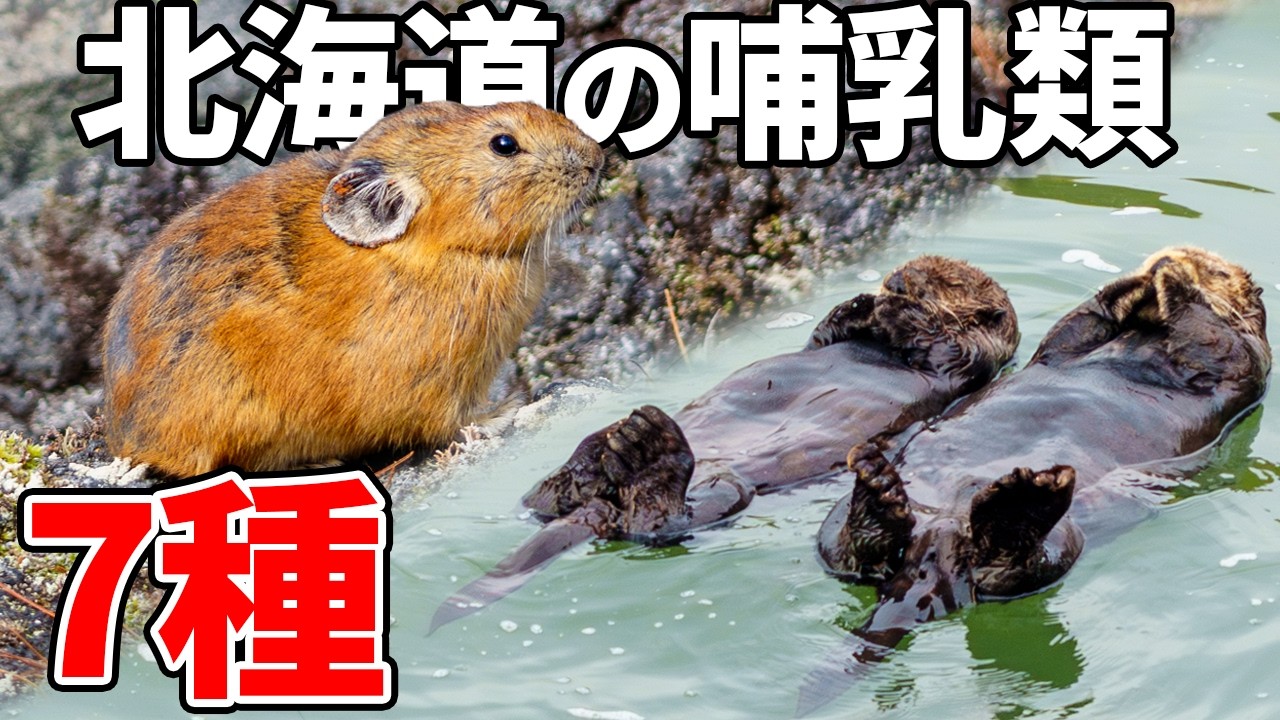 ラッコや氷河期からの生き残りまで！北海道の森と海で出会った野生動物７選【2025哺乳類総集編】