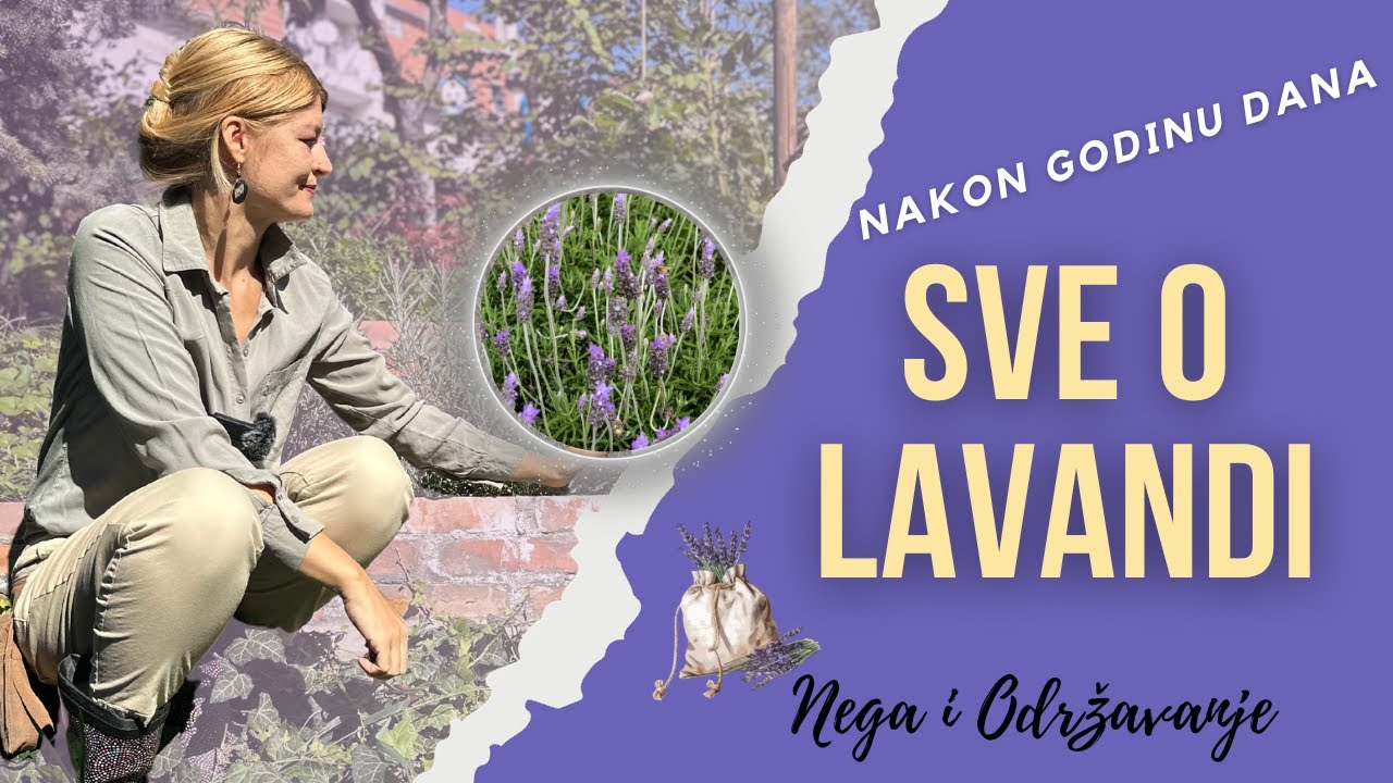 Lavanda✔️ Sve Što Treba Da Znate ✔️ Održavanje ✔️ Nega ✔️Umnožavanje😉🪴