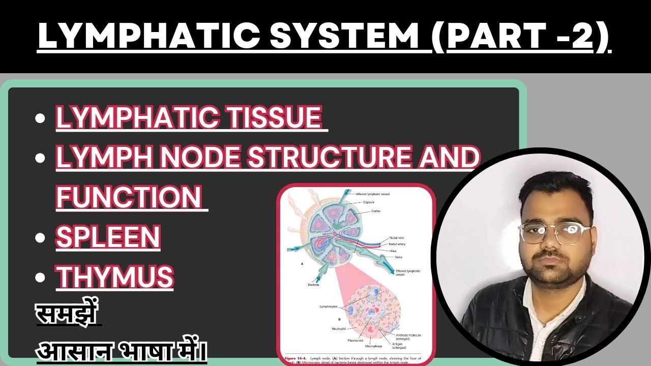 Structure and Function of Lymph Node || Spleen ||Thymus|| Lymphatic system Part 2|| D pharm||B pharm