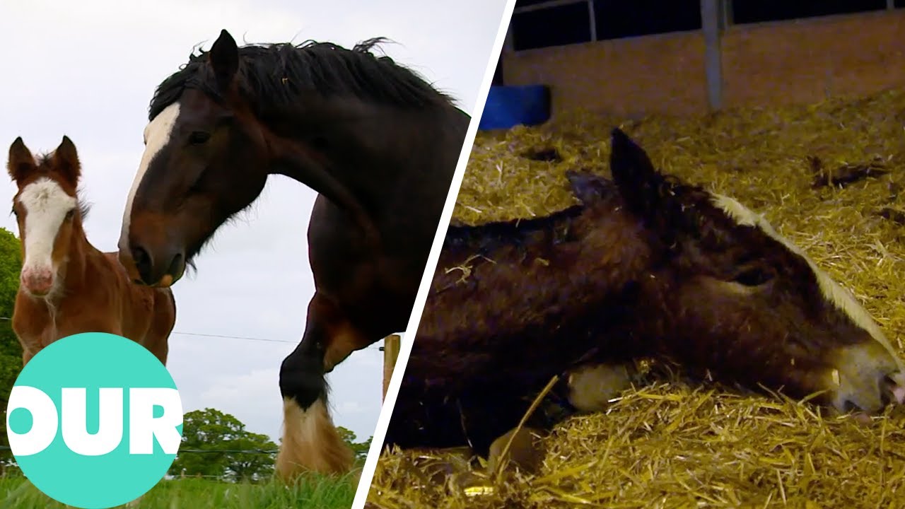 Carron The Shire Horse Becomes A Mum For The Ninth Time | Amazing Animal Births Ep6 | Our World
