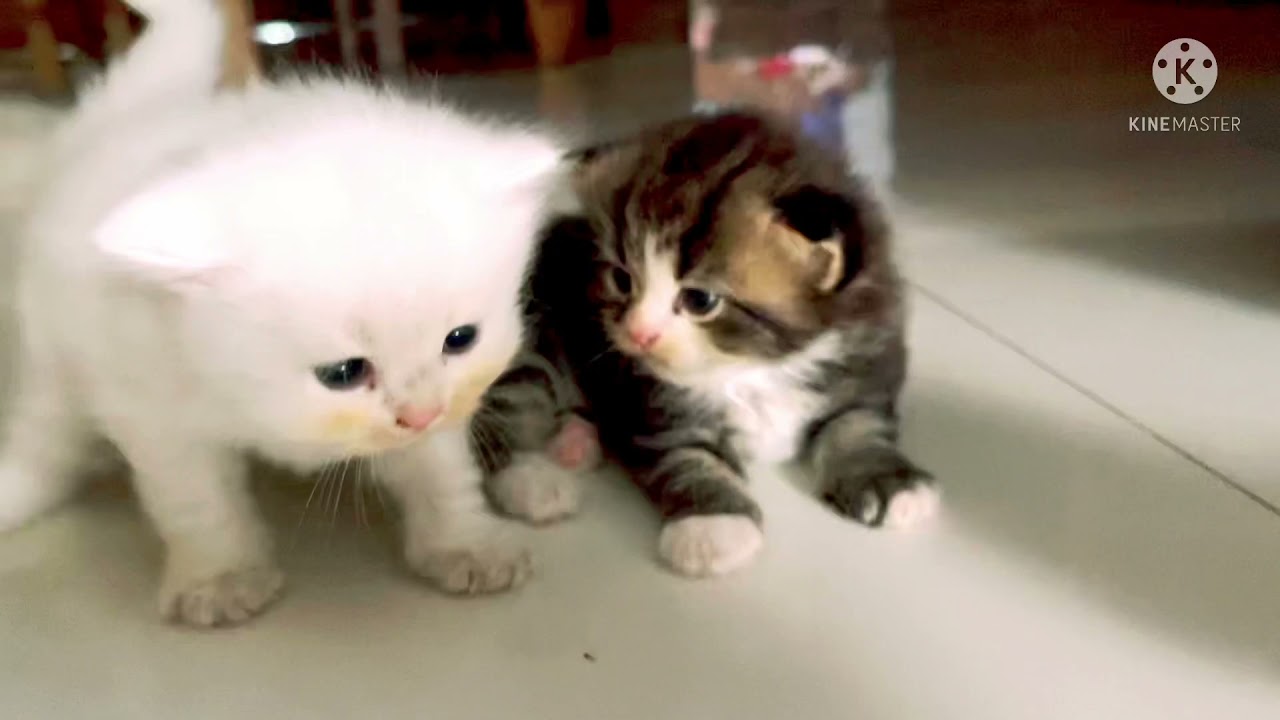 আমার সব বিড়াল এক সাথে 🙀🐈🐈‍⬛🐈 আসাধ্য সাধন ❤️❤️